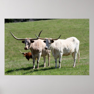 Drie Texas Longhorns Poster
