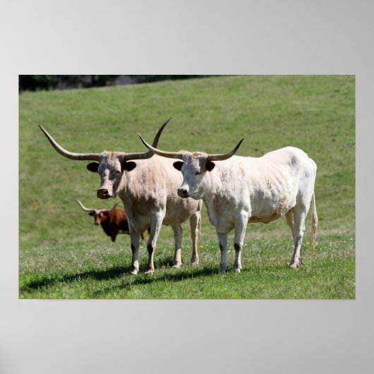 Drie Texas Longhorns Poster (Voorkant)