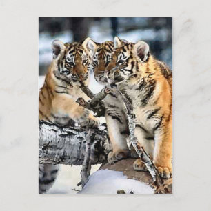 Drie tijger kubussen in sneeuwkunst briefkaart