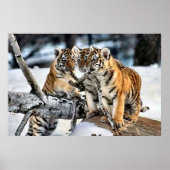 Drie tijger kubussen in sneeuwkunst poster (Voorkant)