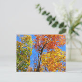 Drie tinten kleurrijke Herfst esdoorn bomen Briefkaart (Staand voorkant)