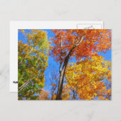 Drie tinten kleurrijke Herfst esdoorn bomen Briefkaart (Voorkant / Achterkant)