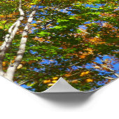 Drie tinten kleurrijke Herfst esdoorn bomen Poster (Hoek)