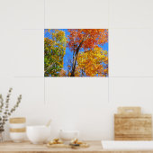 Drie tinten kleurrijke Herfst esdoorn bomen Poster (Keuken)