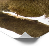 Drie Toed Sloth in Costa Rica Poster (Hoek)