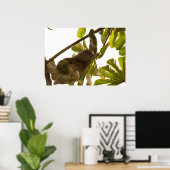 Drie Toed Sloth in Costa Rica Poster (Thuiskantoor)