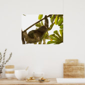 Drie Toed Sloth in Costa Rica Poster (Keuken)