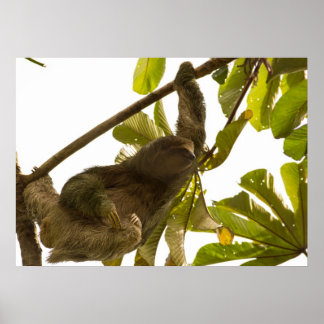 Drie Toed Sloth in Costa Rica Poster