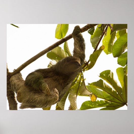 Drie Toed Sloth in Costa Rica Poster (Voorkant)