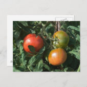 Drie tomaten briefkaart (Voorkant / Achterkant)