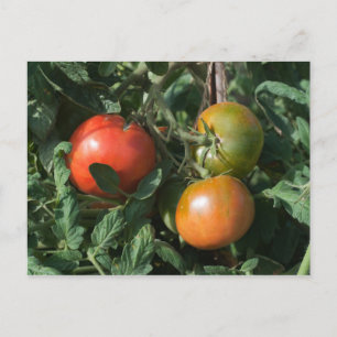 Drie tomaten briefkaart
