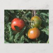 Drie tomaten briefkaart (Voorkant)