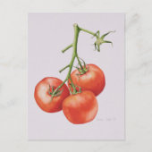 Drie tomaten op de wijnstok 1997 briefkaart (Voorkant)