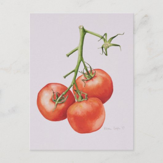 Drie tomaten op de wijnstok 1997 briefkaart (Voorkant)