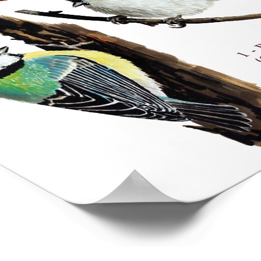 Drie tuinvogels poster (Hoek)