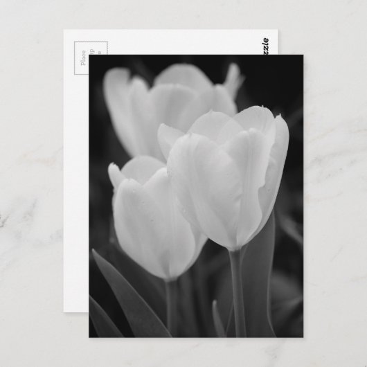 Drie Tulpen Briefkaart (Voorkant / Achterkant)