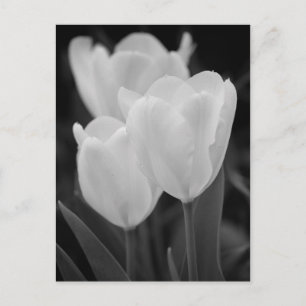 Drie Tulpen Briefkaart