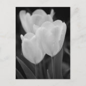 Drie Tulpen Briefkaart (Voorkant)