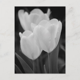 Drie Tulpen Briefkaart