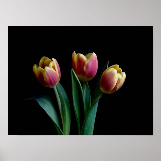 Drie Tulpen Poster (Voorkant)