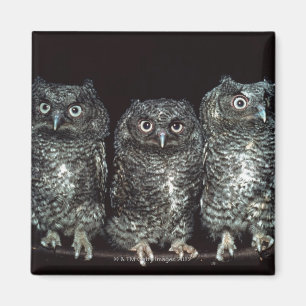 drie uilen magneet