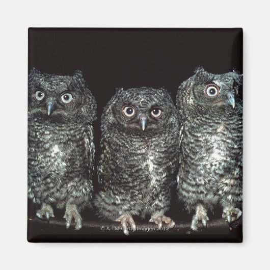 drie uilen magneet (Voorkant)