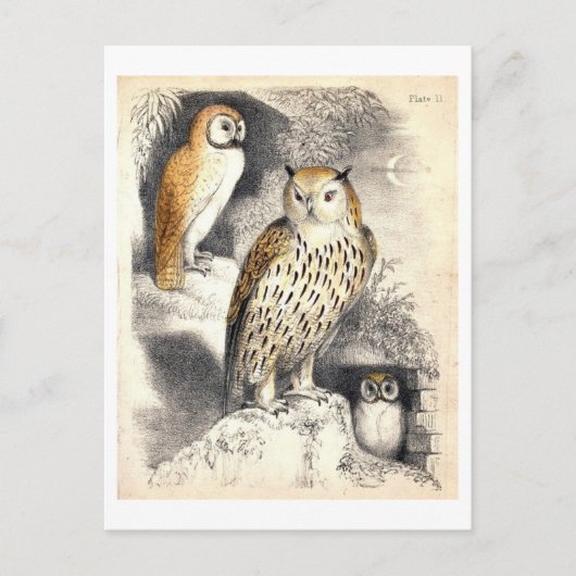 Drie uilen nacht illustratie briefkaart (Voorkant)