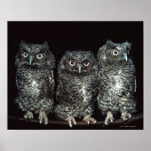 drie uilen poster (Voorkant)