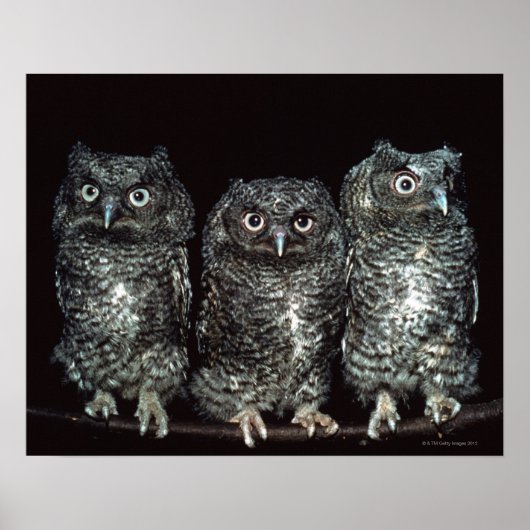 drie uilen poster (Voorkant)