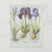 Drie variëteiten van Rhizomateuze eindeloze irriga Briefkaart (Voorkant)