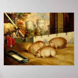 Drie Varkens met Castle op de achtergrond Poster