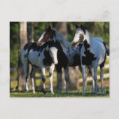 Drie verfpaarden die samen staan briefkaart (Voorkant)