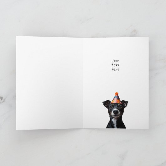 Drie verjaardagshonden (Binnen)