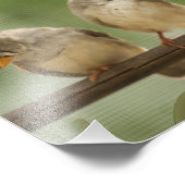 Drie vinken op een Twig Foto Afdruk (Hoek)