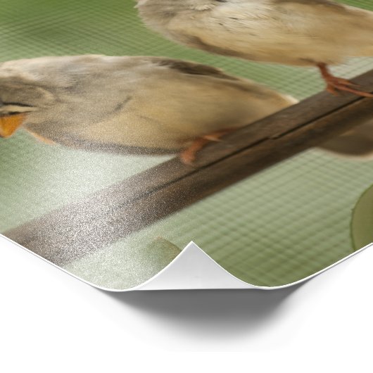 Drie vinken op een Twig Foto Afdruk (Hoek)