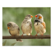 Drie vinken op een Twig Foto Afdruk (Voorkant)