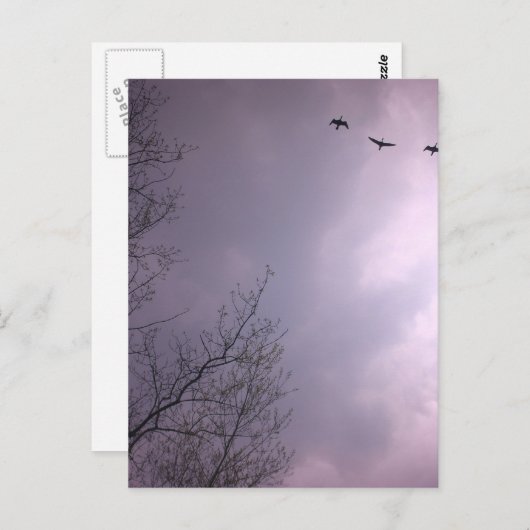 Drie vogels vliegen zo hoog briefkaart (Voorkant / Achterkant)