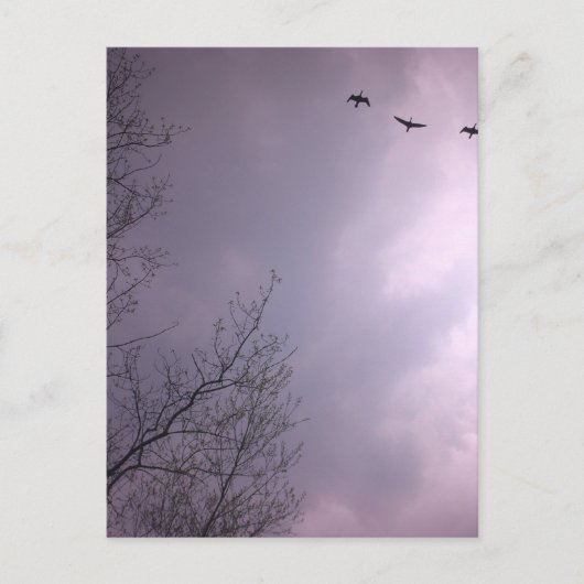 Drie vogels vliegen zo hoog briefkaart (Voorkant)