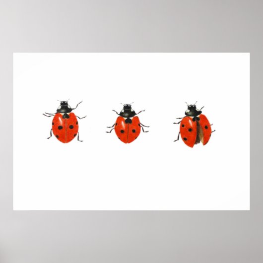 Drie vogelsoorten 2013 poster (Voorkant)