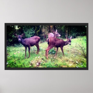 Drie vriendelijke Baby herten Poster