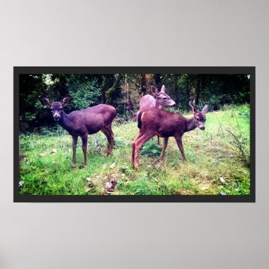 Drie vriendelijke Baby herten Poster (Voorkant)