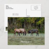 Drie Wapiti stieren vechten Dank u kaartje Briefkaart (Voorkant / Achterkant)