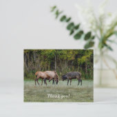 Drie Wapiti stieren vechten Dank u kaartje Briefkaart (Staand voorkant)