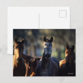 Drie Warmblokjes met achtergrondverlichting Briefkaart (Voorkant / Achterkant)