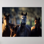 Drie Warmblokjes met achtergrondverlichting Poster (Voorkant)