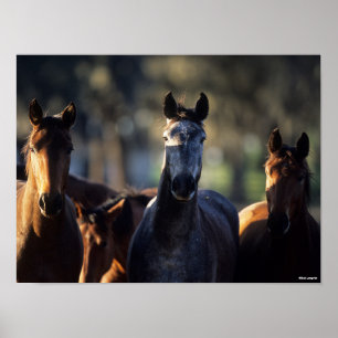 Drie Warmblokjes met achtergrondverlichting Poster
