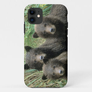 Drie welpjes van de grizzlybeer of Coys Case-Mate iPhone Case