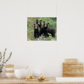 Drie welpjes van de grizzlybeer of coys poster (Keuken)