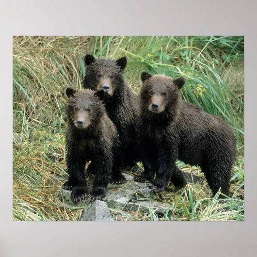 Drie welpjes van de grizzlybeer of coys poster (Voorkant)