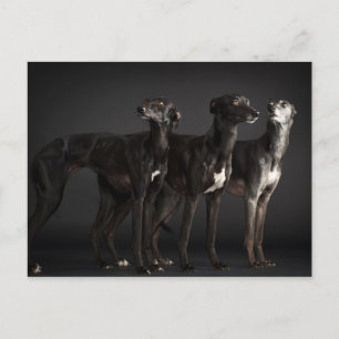 Drie whippets briefkaart
